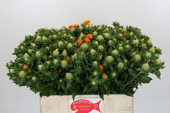 <h4>Carthamus Oranje</h4>