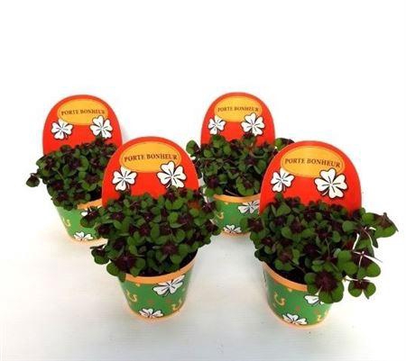 <h4>Oxalis Deppei Geluk Français</h4>