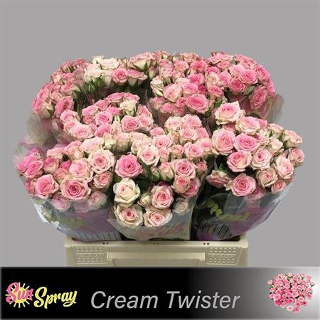 <h4>R Tr Creamy Twister</h4>