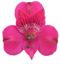 <h4>Alstr Melrose Hot Pink 60cm EC</h4>