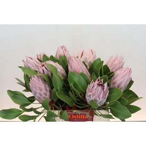 Protea Cynaroides