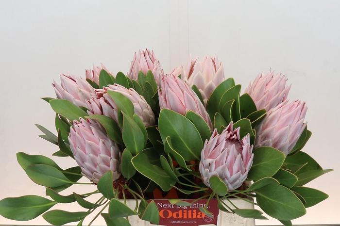 <h4>Protea Cynaroides</h4>