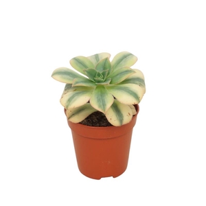 Aeonium Overig 0311AKI