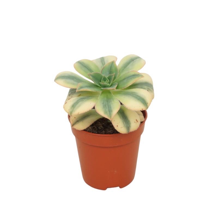 Aeonium Overig 0311AKI