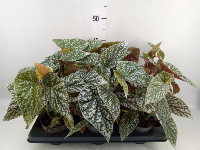 <h4>Begonia   ...</h4>