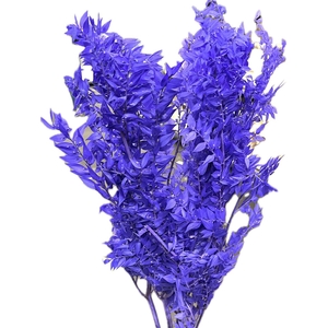 Pres Ruscus Soft Bleached Lavendel Per Stem