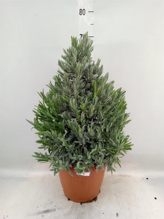 <h4>Lavandula angus.</h4>