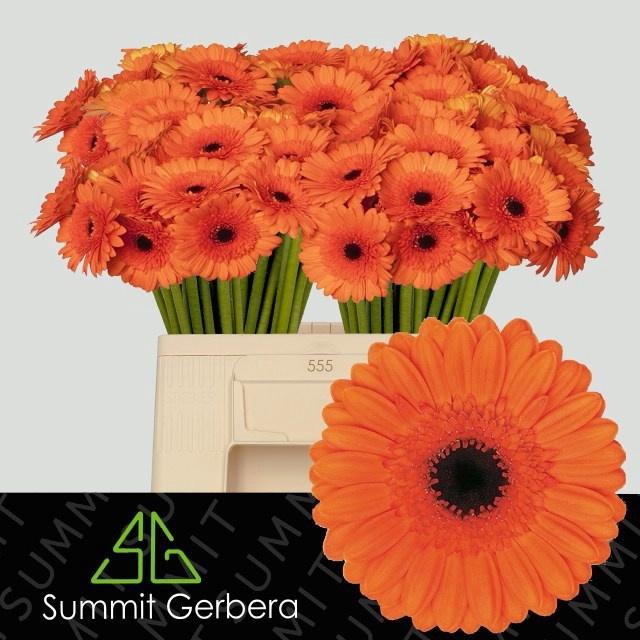 <h4>GE MI CARAMBA</h4>