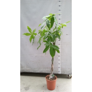 Pachira aquatica