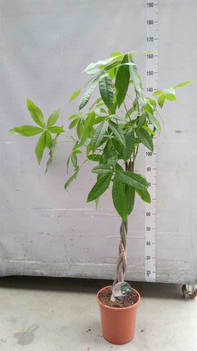 <h4>Pachira aquatica</h4>