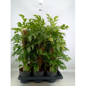 Philodendron   ...