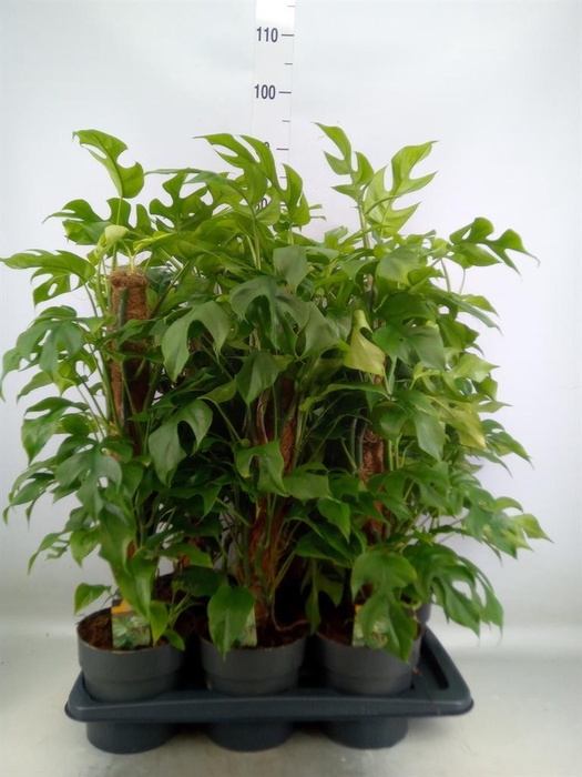 <h4>Philodendron   ...</h4>