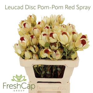 Leucad Discolor Pom-pom Red Spray