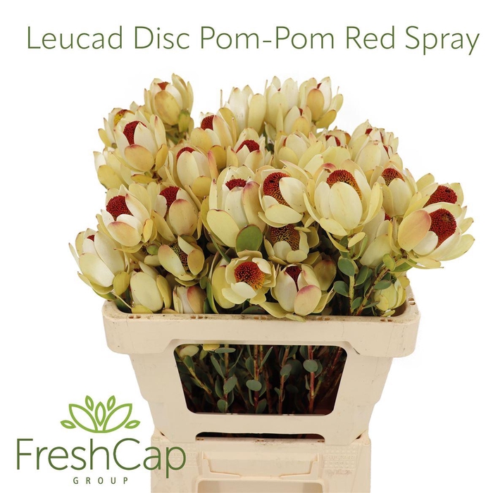 <h4>Leucad Discolor Pom-pom Red Spray</h4>