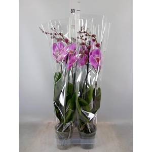 Phalaenopsis  'Ant Toulon'