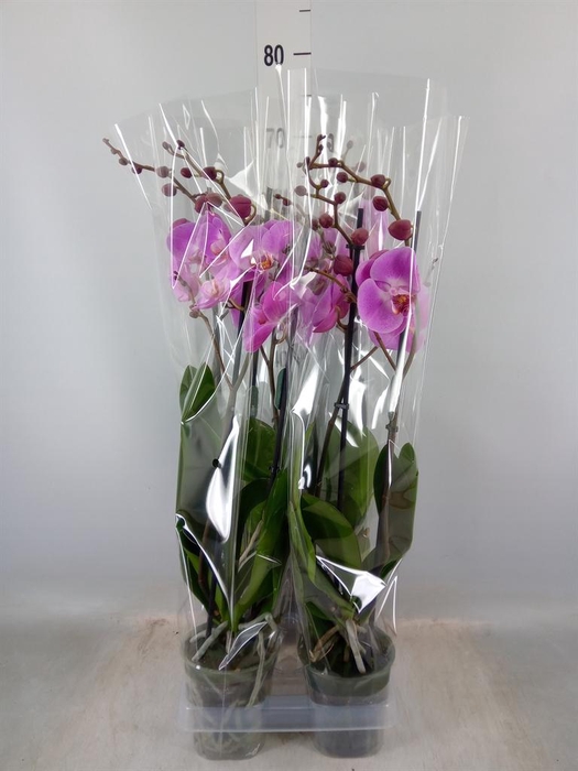 <h4>Phalaenopsis 'Ant Toulon'</h4>