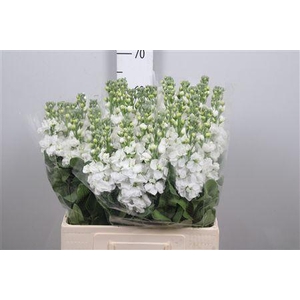 Matth Aida White
