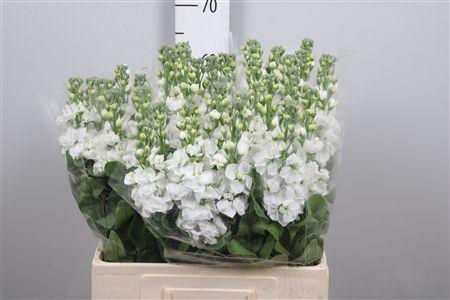 <h4>Matth Aida White</h4>