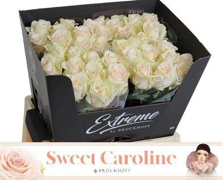 <h4>R Gr Sweet Caroline</h4>