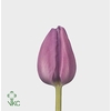 Tulipa si alibi