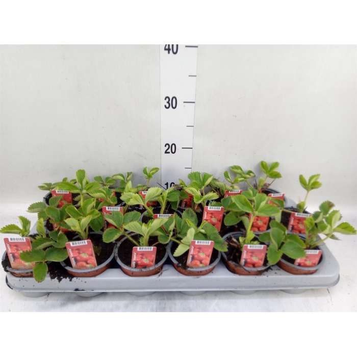 <h4>Fragaria ananassa 'Elsanta'</h4>