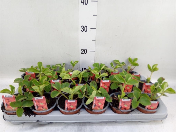 <h4>Fragaria ananassa 'Elsanta'</h4>
