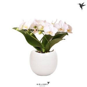 Kolibri Orchids Phalaenopsis Halo white in Bowl pot