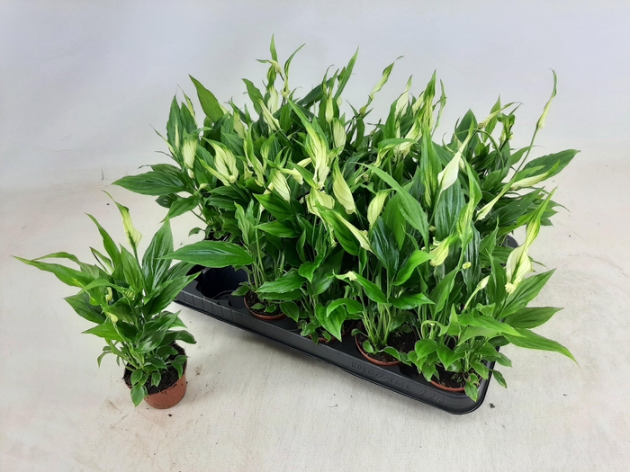 <h4>SPATH CHOPIN</h4>