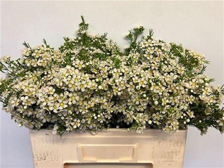 <h4>Chame Un Arbel</h4>