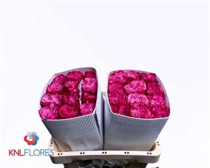 <h4>R Gr Country Blues Ec</h4>