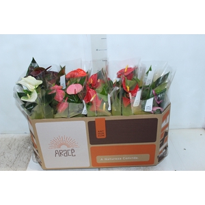ANTHURIUM VARIADO P12
