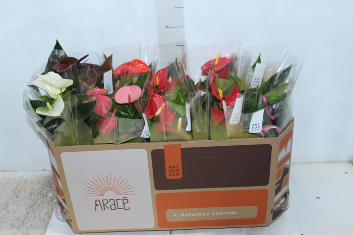 <h4>ANTHURIUM VARIADO P12</h4>