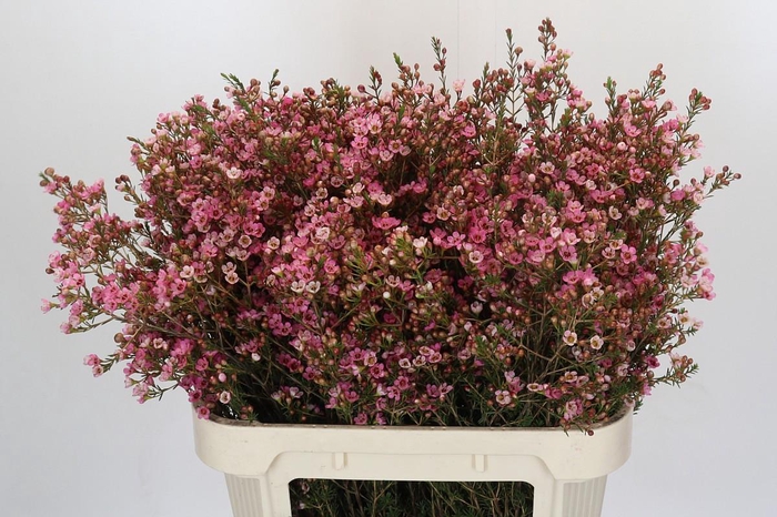 Chamelaucium Sarah's Delight