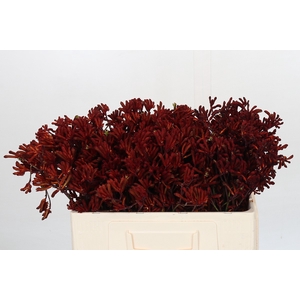 Kangaroo Paw Red Velvet