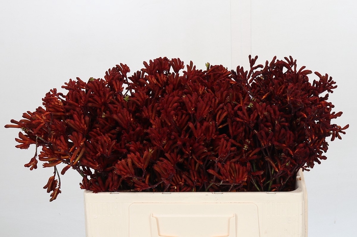 <h4>Kangaroo Paw Red Velvet</h4>