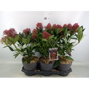 Skimmia jap. 'Rubella'