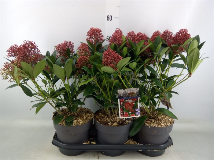 <h4>Skimmia jap. 'Rubella'</h4>