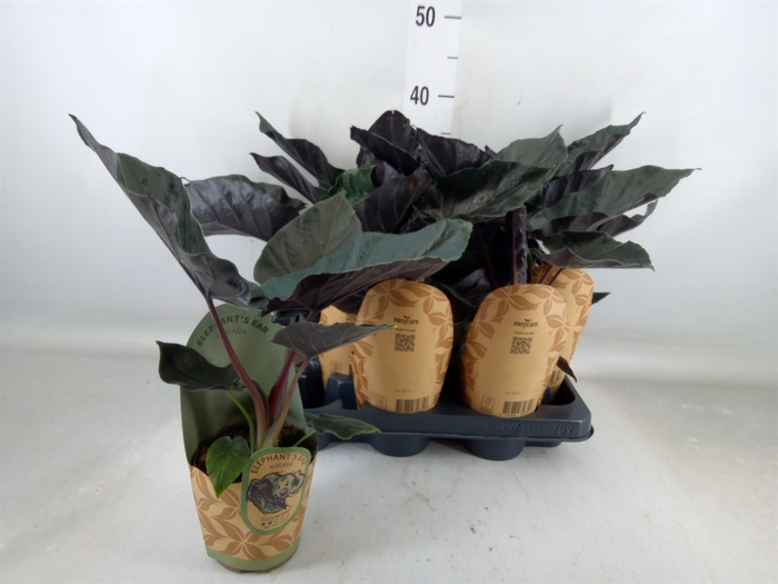 <h4>Alocasia   ...</h4>