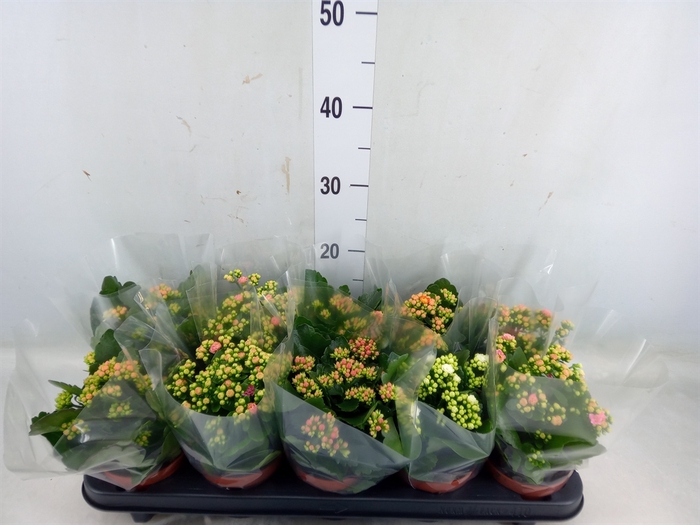 <h4>Kalanchoe blos.   ..rosebud mix  5</h4>