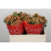 Hypericum Mellow Romance