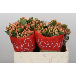 Hypericum Mellow Romance