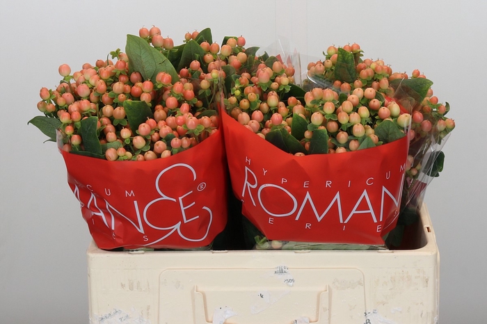 Hypericum Mellow Romance