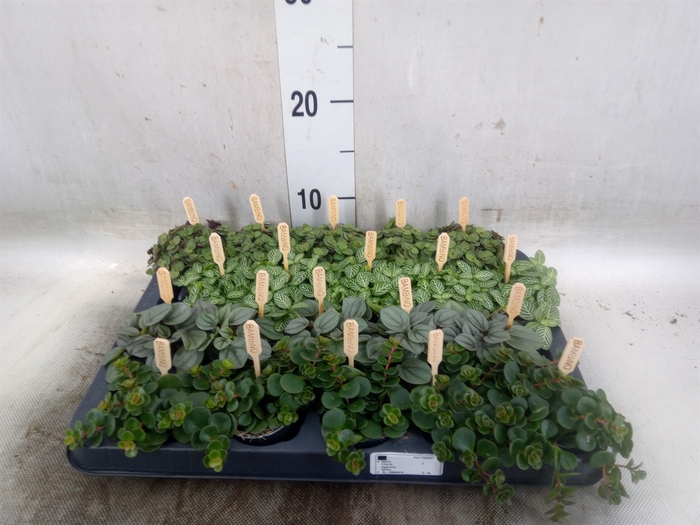 <h4>Planten  ..mix</h4>