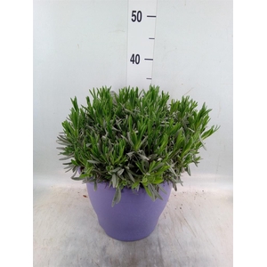 Lavandula interm.