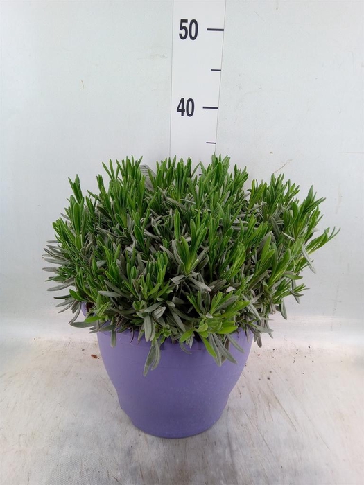<h4>Lavandula interm.</h4>