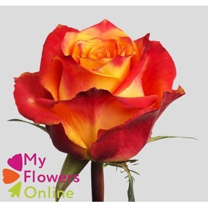 R Gr Silantoi@ Bicolor 40cm EC