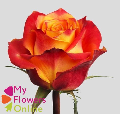 <h4>R Gr Silantoi@ Bicolor 60cm EC</h4>