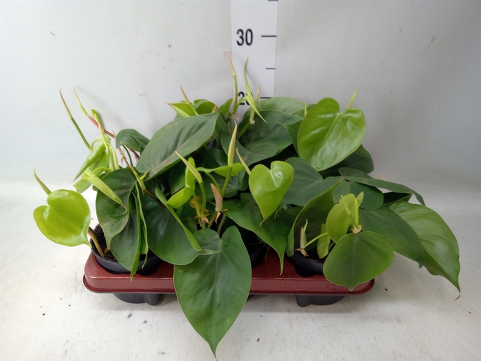 <h4>Philodendron scand.</h4>