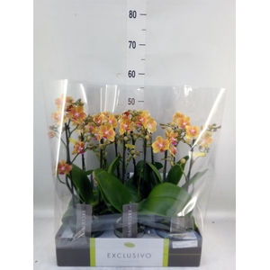 Phalaenopsis multi.   ...orange