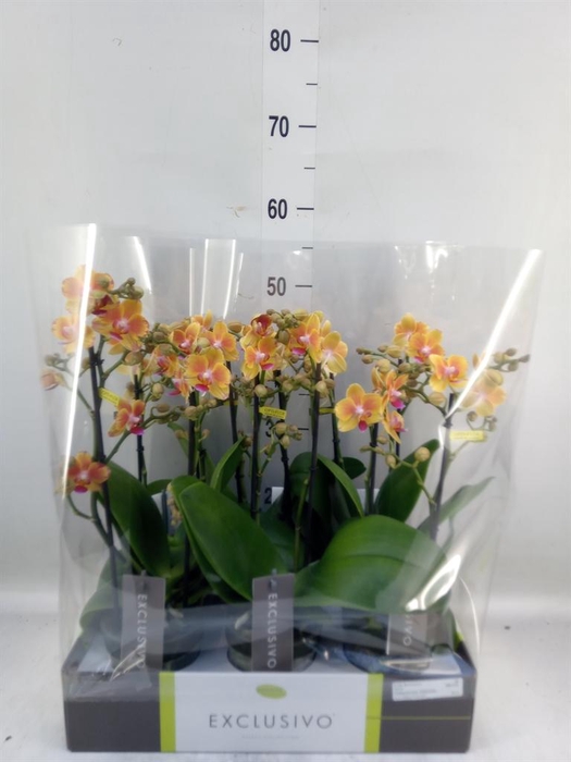<h4>Phalaenopsis multi.   ...orange</h4>